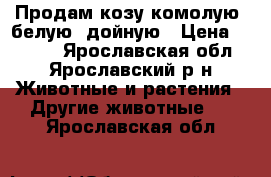 Продам козу комолую, белую, дойную › Цена ­ 5 000 - Ярославская обл., Ярославский р-н Животные и растения » Другие животные   . Ярославская обл.